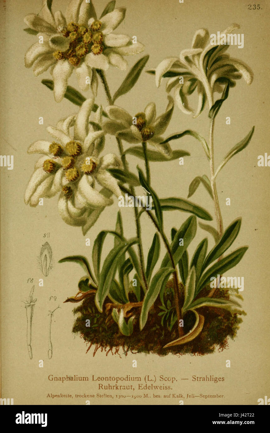 Il Leontopodium alpinum, comunemente noto come Edelweiss, è una pianta montana originaria delle regioni alpine d'Europa. È conosciuta per i suoi fiori bianchi e la sua capacità di crescere in condizioni difficili, simboleggiando l'aspra bellezza delle Alpi. Foto Stock