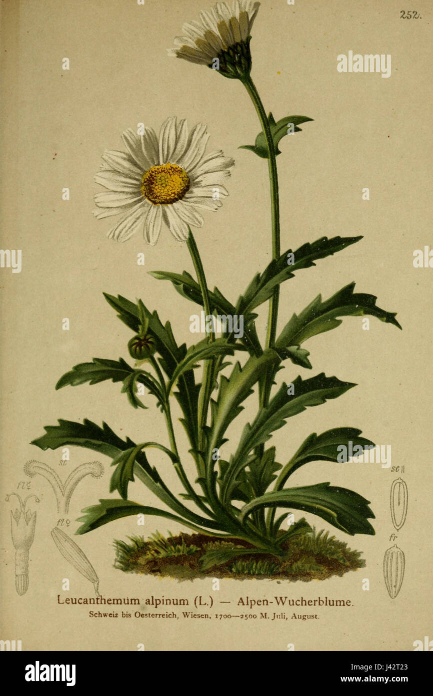 La Leucanthemopsis alpina è una specie di pianta in fiore originaria delle regioni alpine. Conosciuta per i suoi fiori bianchi simili a margherita, prospera nelle aree montane, spesso presenti ad altitudini elevate, ed è una specie notevole negli ecosistemi alpini. Foto Stock