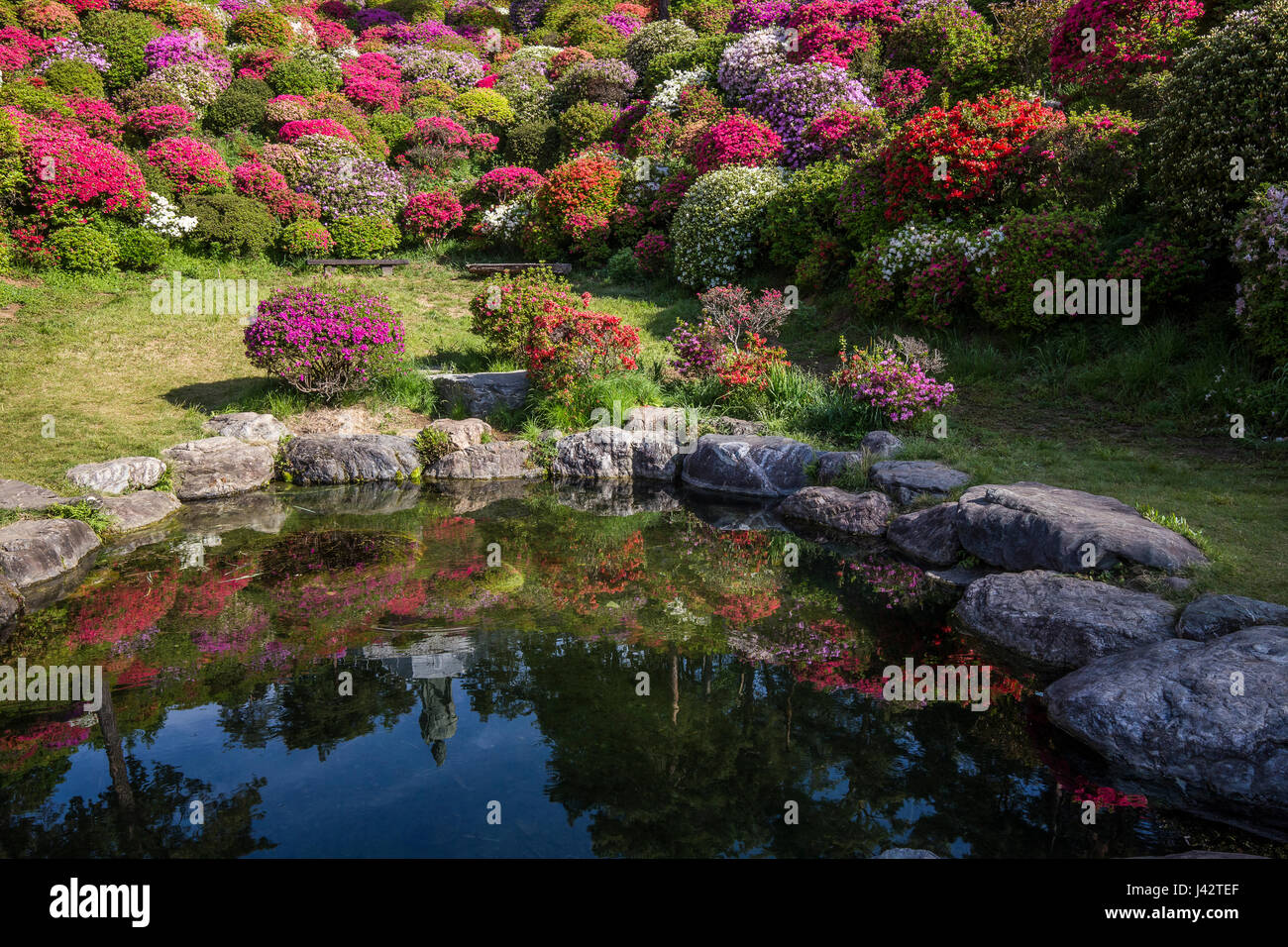 Shiofune di Kannon-ji Azalea Garden - Shiofune di Kannon-ji è la più famosa per le sue azalee che fioriscono a fine aprile e inizio maggio, con 17.000 alberi da fi Foto Stock