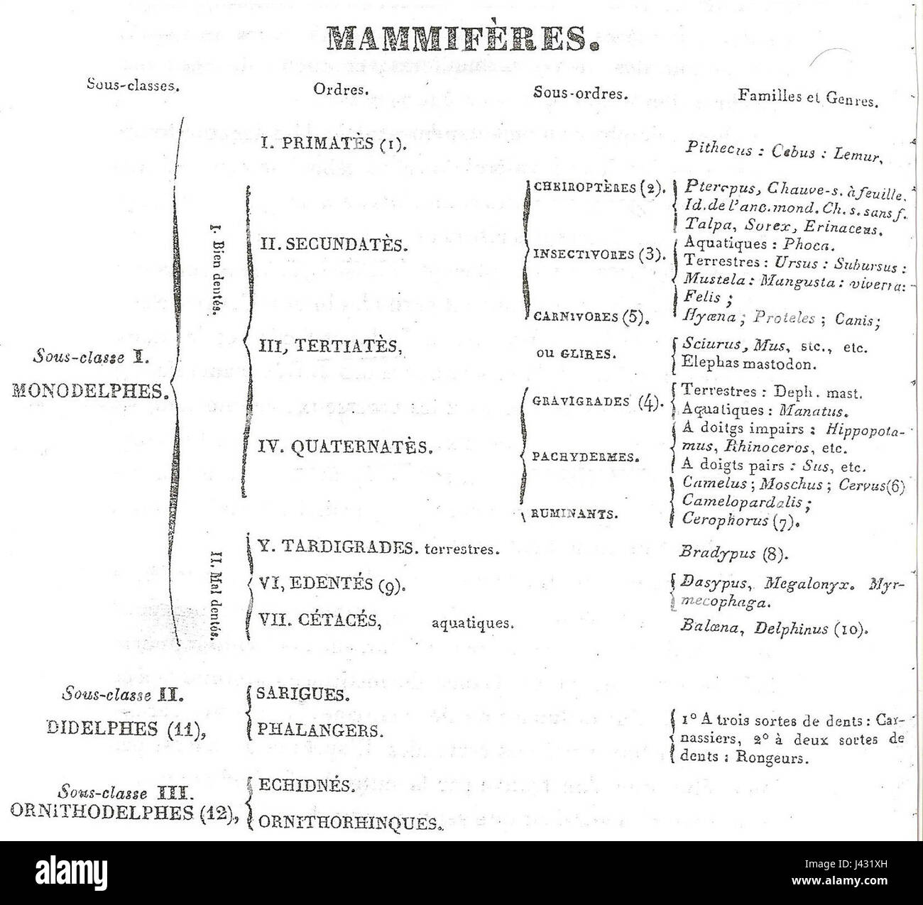 Mammiferes Foto Stock