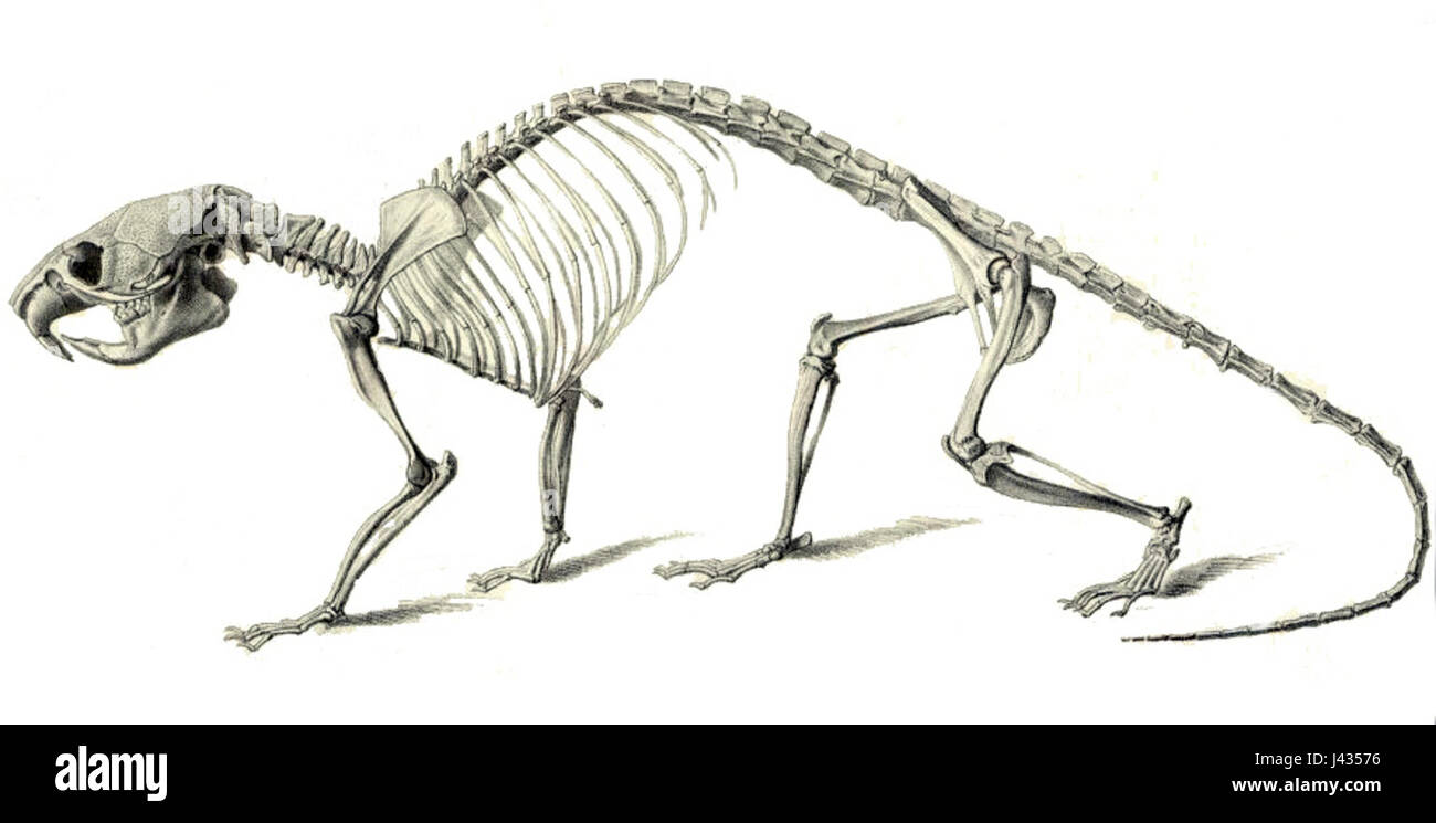 Il Lophiomys imhausi, noto anche come ratto bandicoot delle Highlands, è una specie di roditore con uno scheletro distintivo che fornisce informazioni sulla sua biologia evolutiva e sul ruolo ecologico. Foto Stock