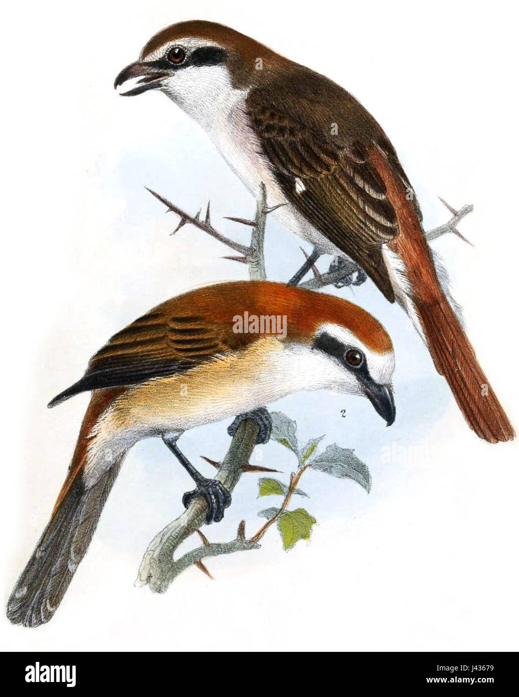 Lanius isabellinus, noto anche come Isabelline Shrike, è una specie di uccelli identificata nella pubblicazione Ibis del 1867. L'uccello è notevole per le sue caratteristiche distinte e il suo habitat nelle regioni temperate. Foto Stock