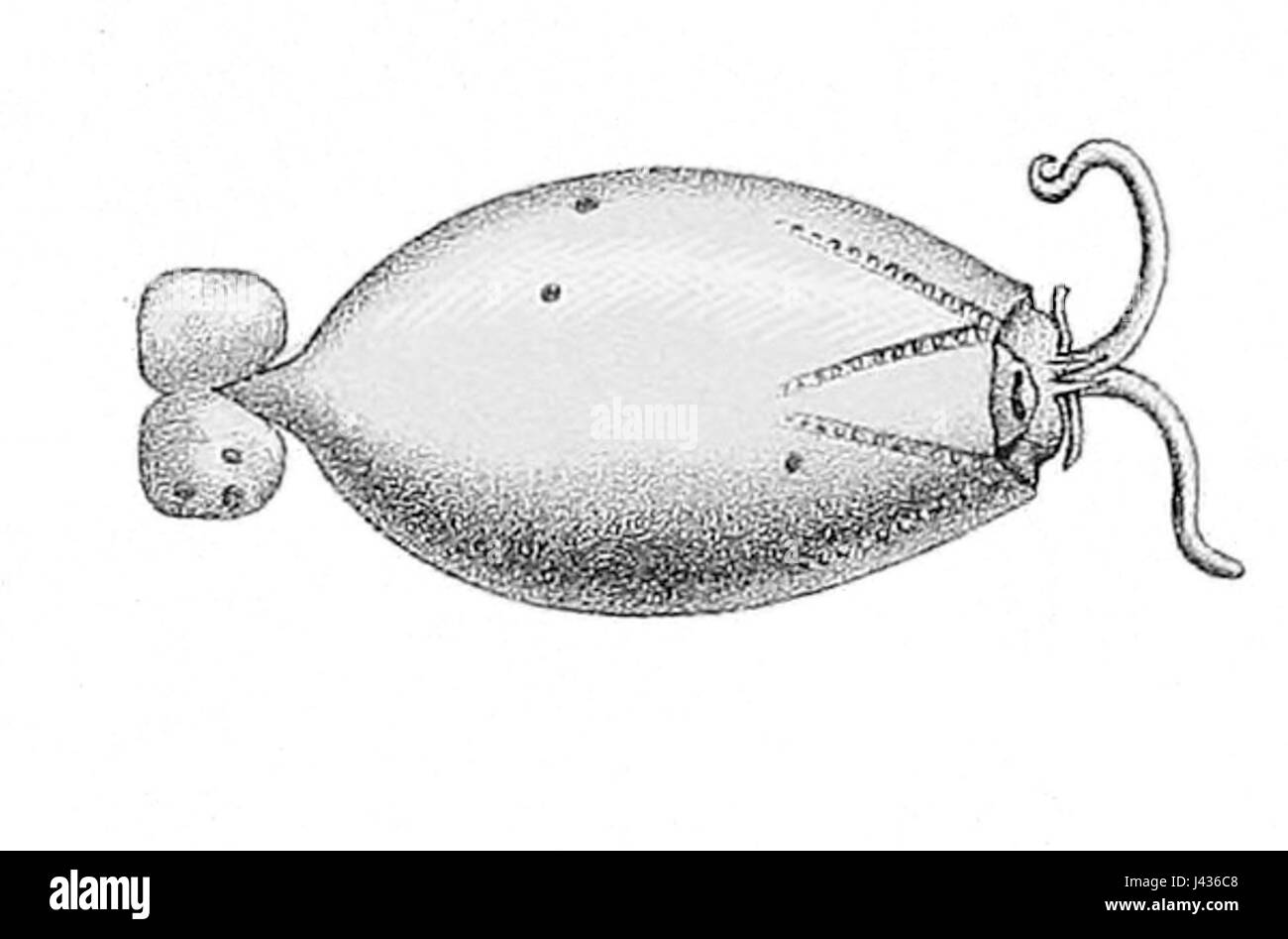 Liocranchia reinhardti Foto Stock
