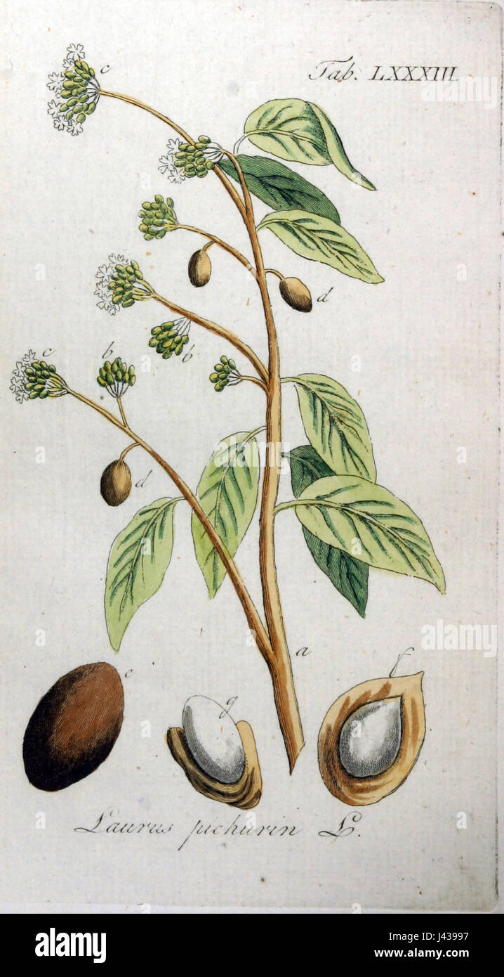 Laurus pichurim Ypey87 Foto Stock