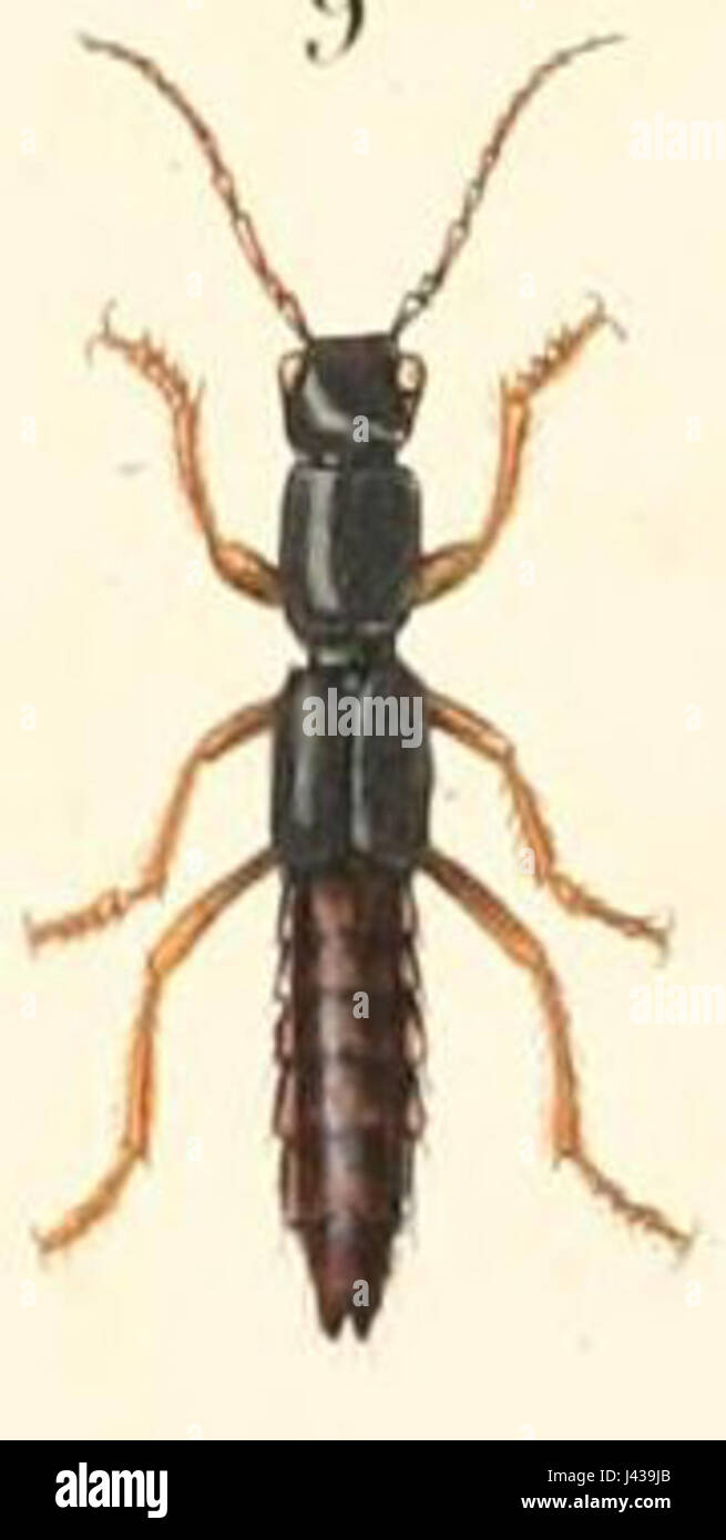 Il Lathrobium majus è una specie di scarabeo della famiglia Staphylinidae, caratterizzata dal suo corpo lungo e snello e dal suo ruolo nell'ecosistema come predatore di altri insetti. Foto Stock