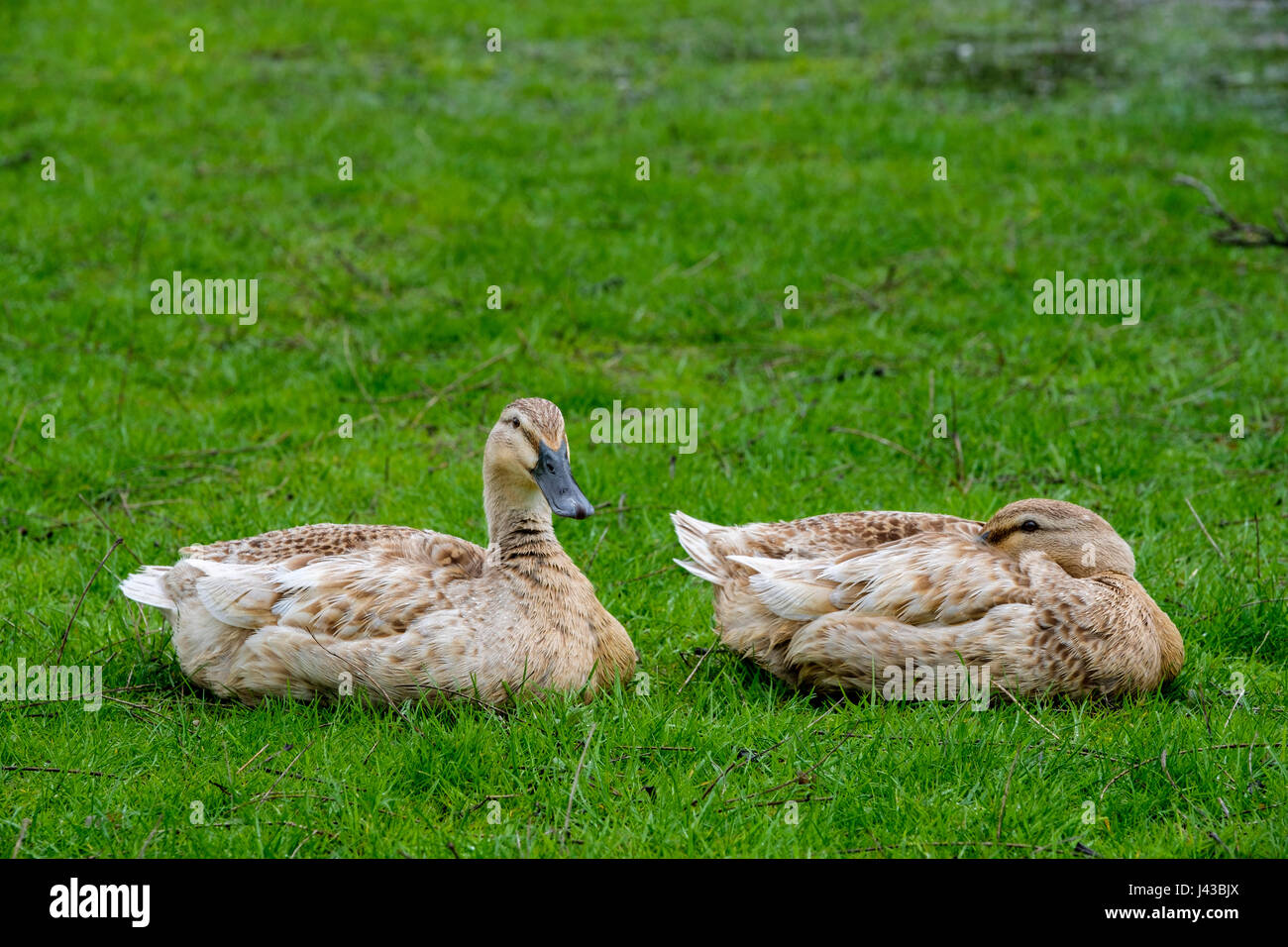 Domestico galline il germano reale (Anas platyrhynchos) di appoggio, biondo park il germano reale, Mallard duck, dedicarmi duck, biondo mallard, uccelli acquatici, anatra selvatica. Foto Stock