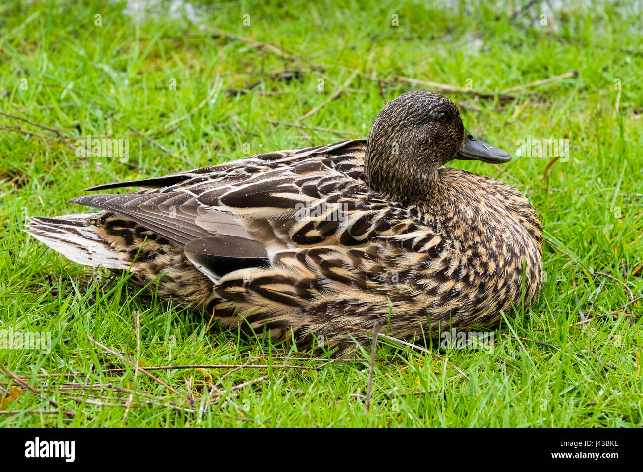 Mallard hen (Anas platyrhynchos) di appoggio, Mallard duck, dedicarmi duck, scuro piumaggio mallard, uccelli acquatici, anatra selvatica. Foto Stock