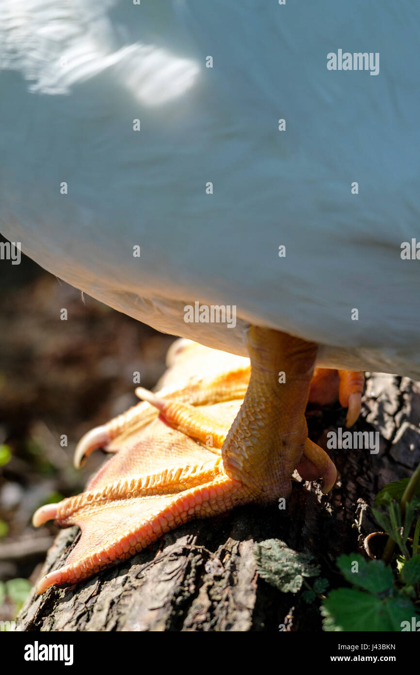 White anatra muta (Cairina moschata) close-up, piedi, gambe, feral duck, maschio, Drake anatra muta. Foto Stock