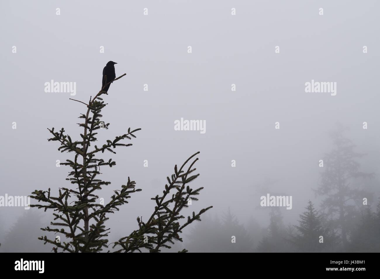 Una cornacchia seduta in cima al tree top foggy nebbioso simbolo di morte e di guida per le anime da questa vita all'aldilà Foto Stock