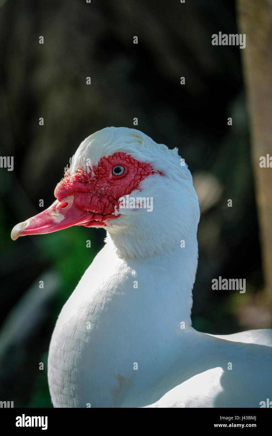 White anatra muta (Cairina moschata) ritratto, close-up, faccia, anatra selvatici, maschio, Drake anatra muta, guardando la fotocamera. Foto Stock