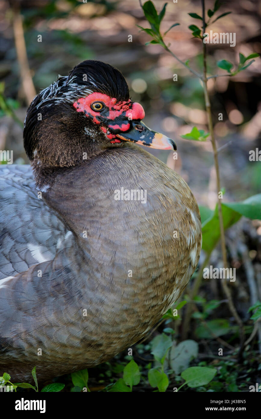 Grigia, grigia anatra muta (Cairina moschata) ritratto, close-up, faccia, anatra selvatici, maschio, Drake anatra muta, cresta nera, rosso caruncling. Foto Stock
