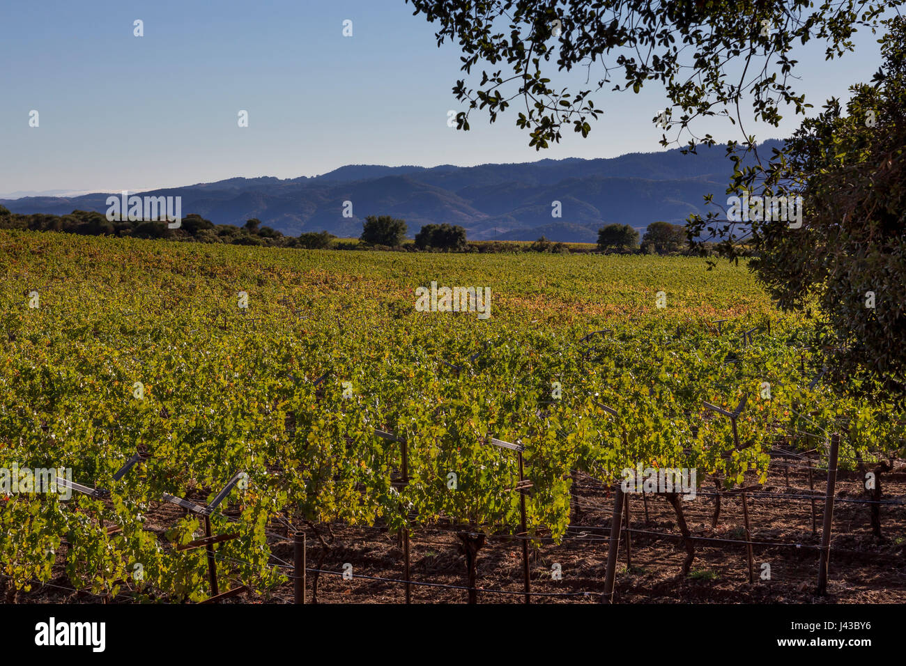 Vigneto di uva, vigneto, vigneti, Pritchard Hill, Saint Helena, Napa Valley, California Foto Stock