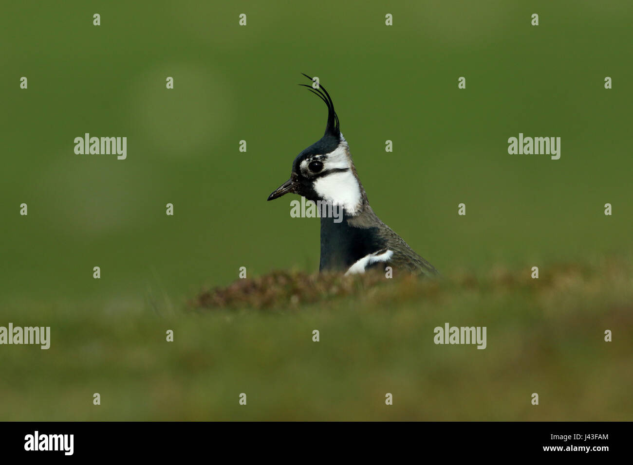 Pavoncella, Vanellus vanellus avanzamento sul terreno in Yorkshire Dales Foto Stock
