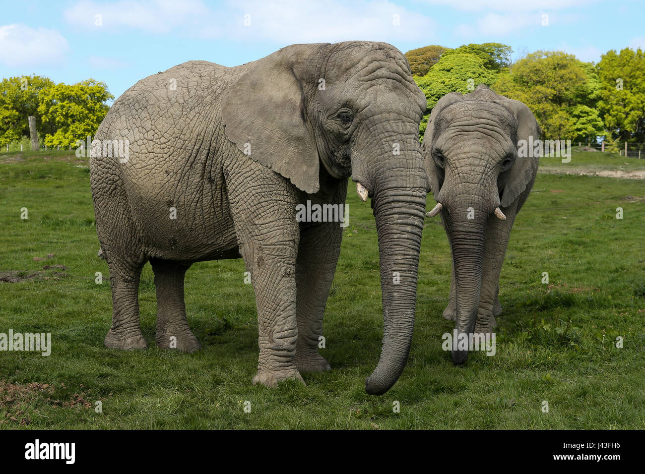 Di elefante a Knowsley Safari, Prescot, Regno Unito Foto Stock