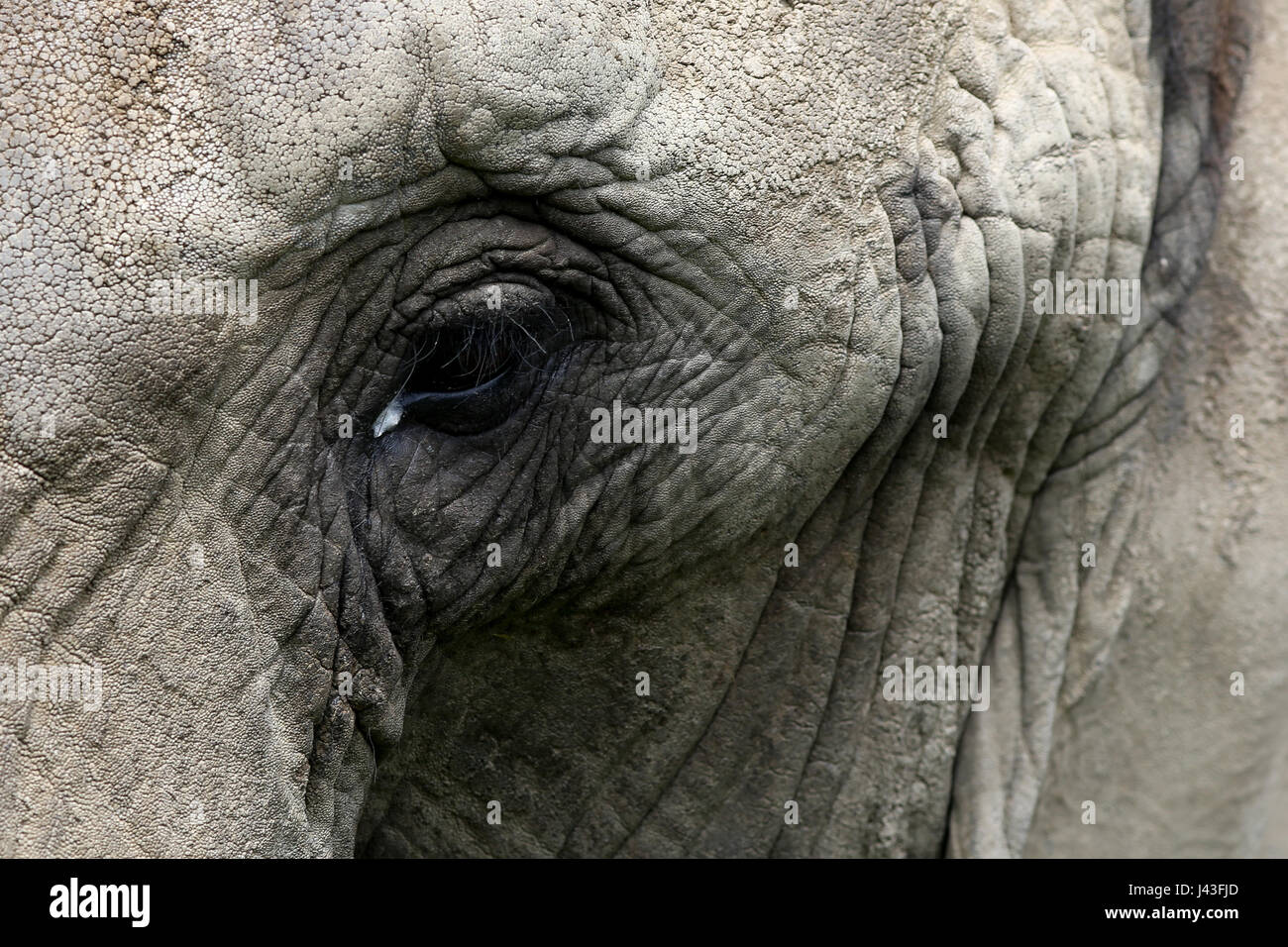 Close-up della pelle rugosa e con gli occhi di un elefante africano Foto Stock