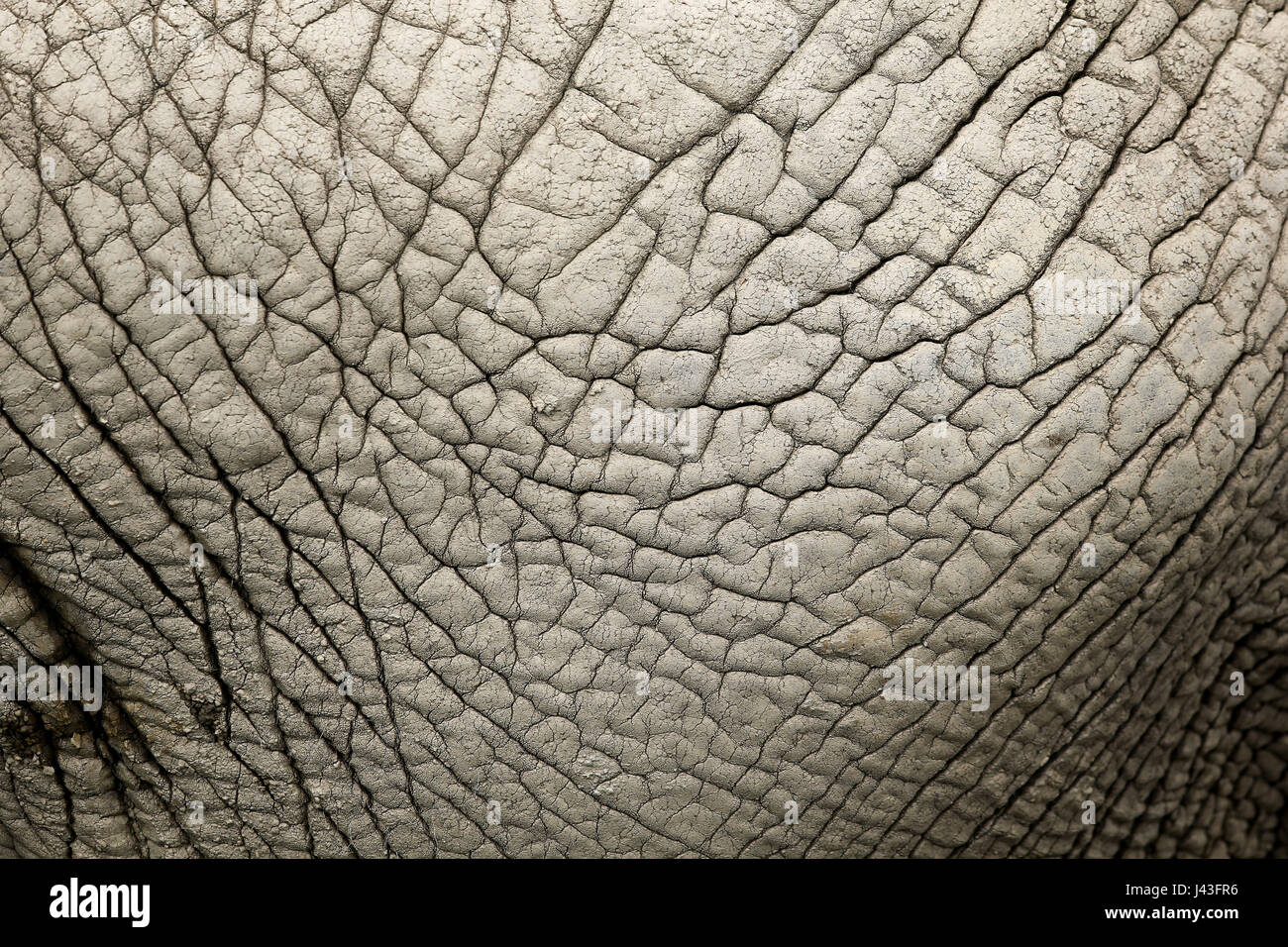 Close-up della pelle rugosa di un elefante africano (Loxodonta africana) rivelando dettagli astratta, modelli e texture Foto Stock