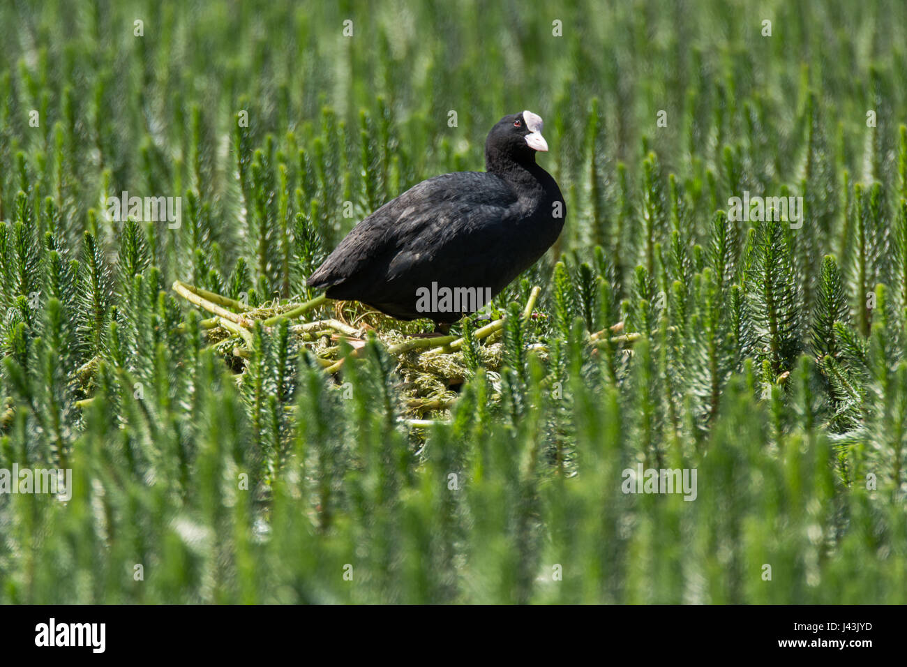 La folaga (fulica atra) in piedi sul nido tra vegetazione acquatica. Acqua nera uccello della famiglia Rallidae sul nido costruito di materiale vegetale Foto Stock