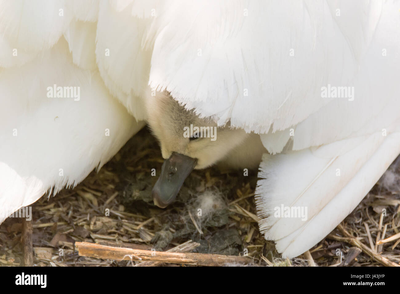 Cigno (Cygnus olor) cygnet sotto madre di ala. Giovani chick accoccolato sotto le piume della madre di ala su nest Foto Stock