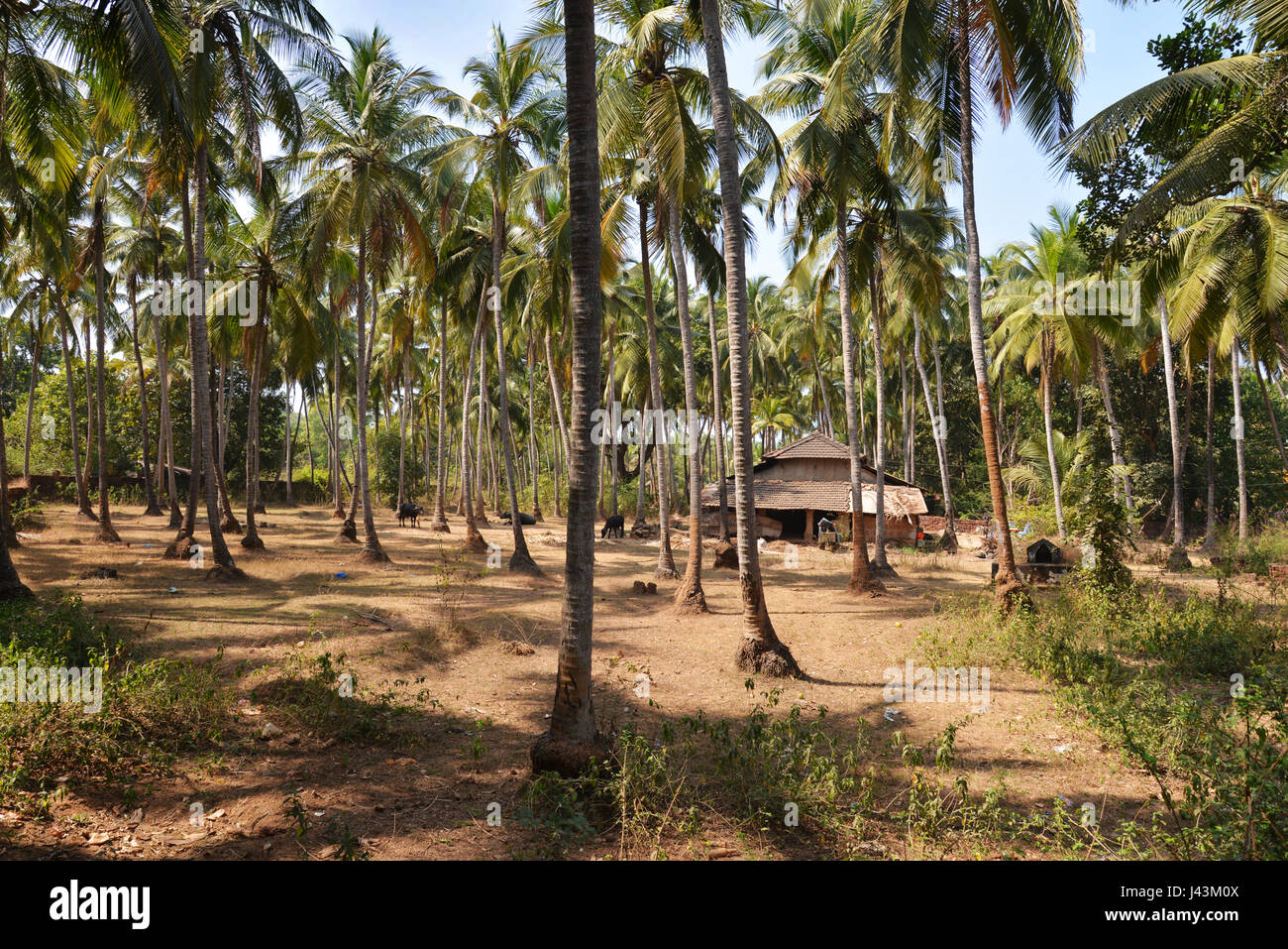 La casa in un boschetto di palme con mucche, India, Goa Foto Stock
