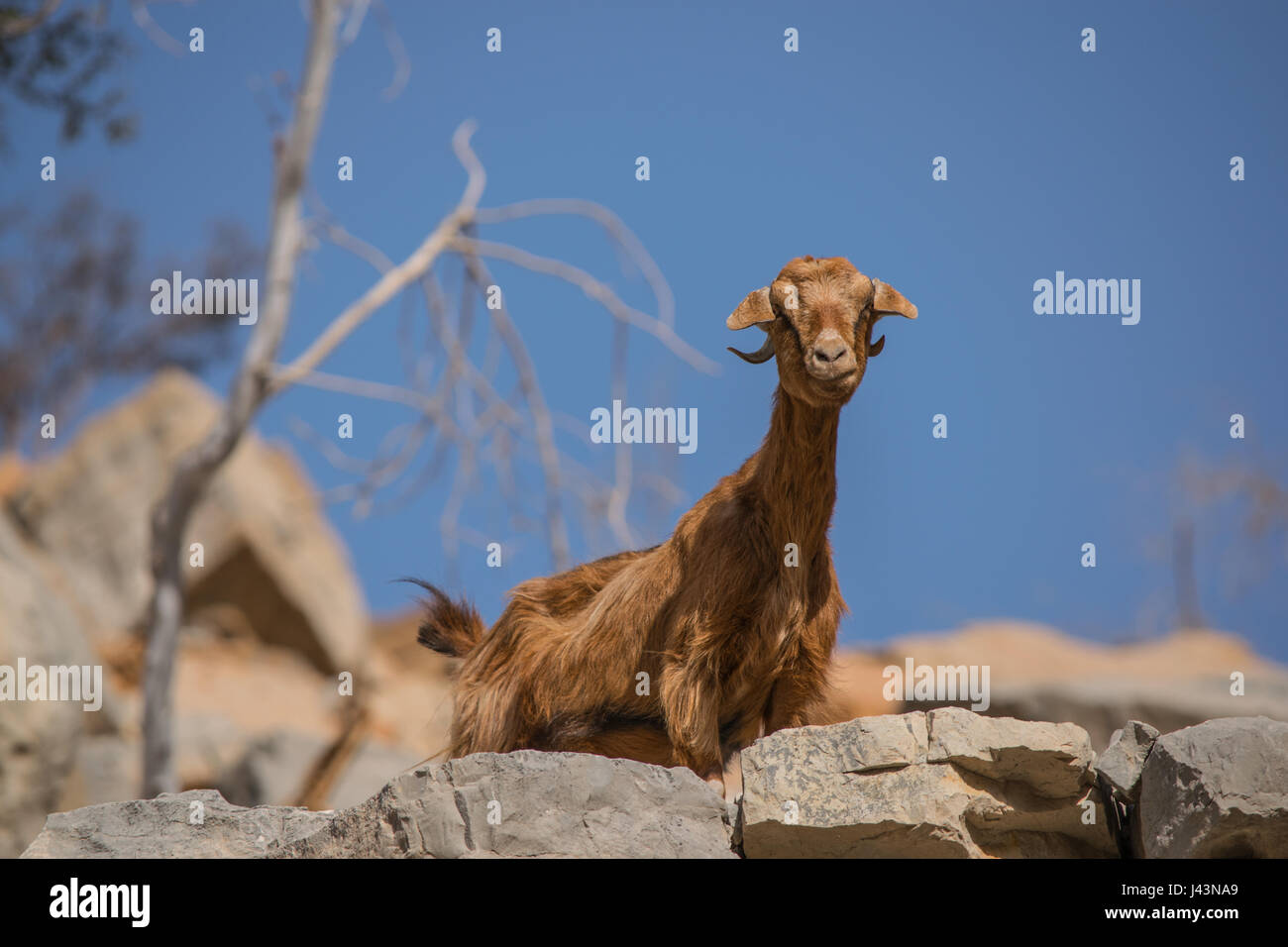 Un selvaggio capre di montagna Al Jais montagna sul confine tra EAU e Oman. Foto Stock