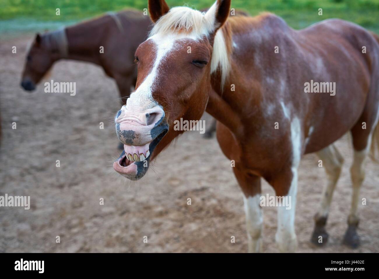 Sunrise e cavalli, un ottimo modo per iniziare la giornata. Foto Stock