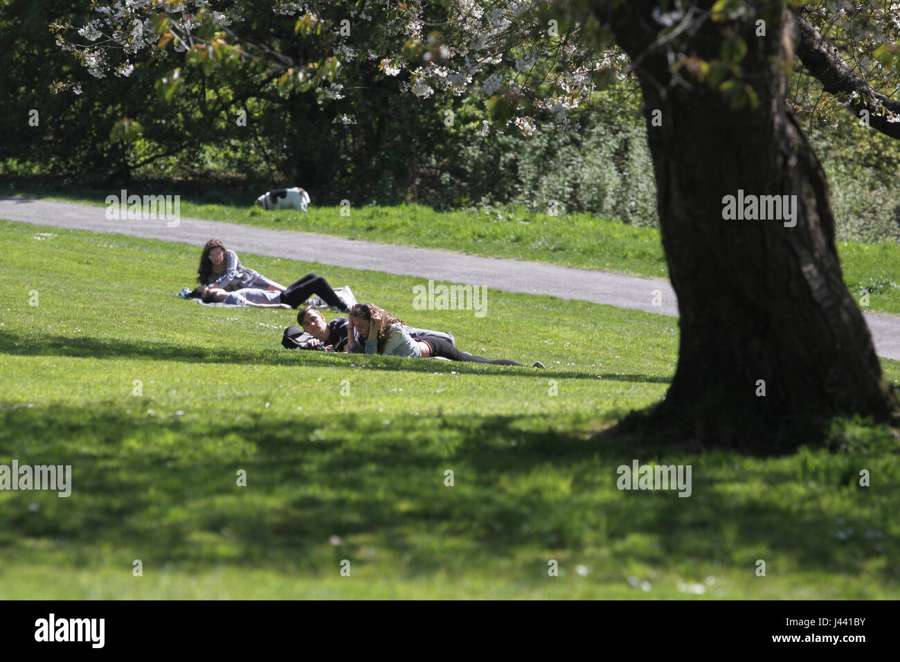 Balloch, UK. 9 maggio 2017. Un'altra bella giornata di Balloch Castle Country Park. Credito: ALAN OLIVER/Alamy Live News Foto Stock