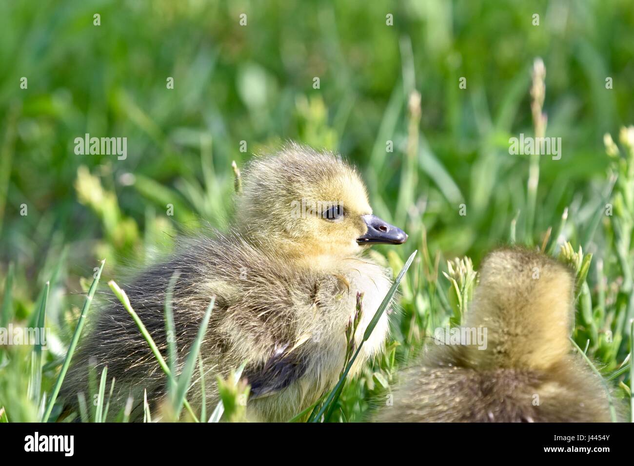 Maryland, Stati Uniti d'America. 9 maggio 2017. Oca canadese gosling (Branta canadensis) o pulcino su una calda e soleggiata giornata di primavera. Credito: Jeramey Lende/Alamy Live News Foto Stock