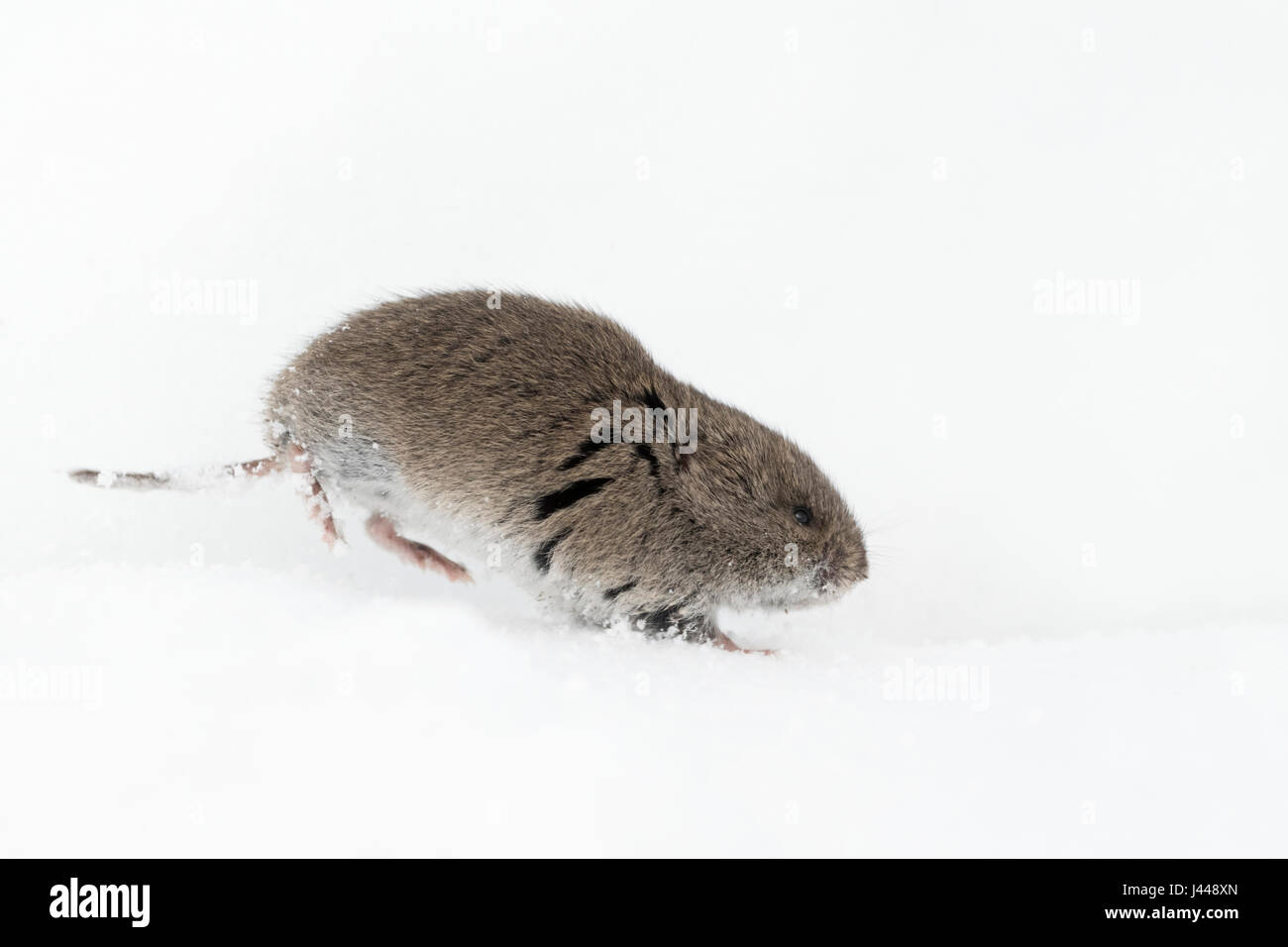 Montane Vole / Montagne Rocciose Wuehlmaus ( Microtus montanus ) in inverno in esecuzione attraverso la neve, la fauna selvatica, Grand Teton National Park, Stati Uniti d'America. Foto Stock