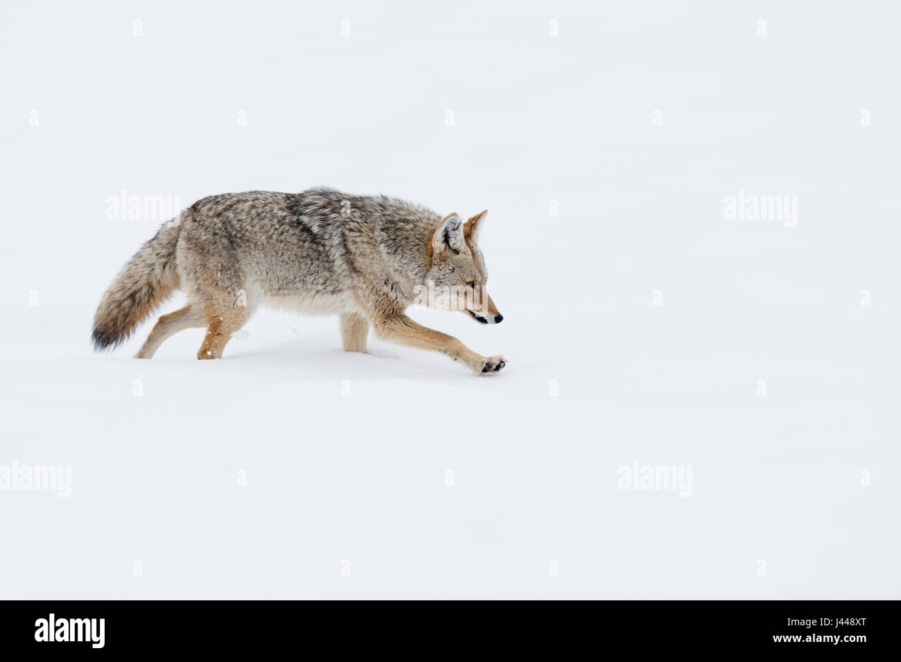 Coyote / Kojote ( Canis latrans ) in inverno, camminando attraverso la neve profonda, sembra essere esaurito, Yellowstone NP, Wyoming negli Stati Uniti. Foto Stock