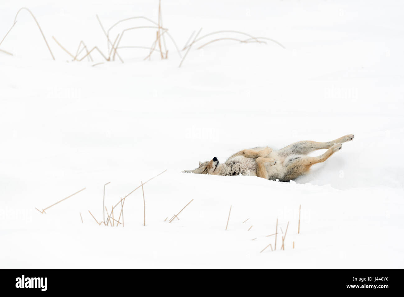 Coyote / Kojote ( Canis latrans ) in inverno, rotolando nella neve profonda, di graffiare il suo retro, convenienza comportamento, divertente, Yellowstone NP, Wyoming negli Stati Uniti. Foto Stock