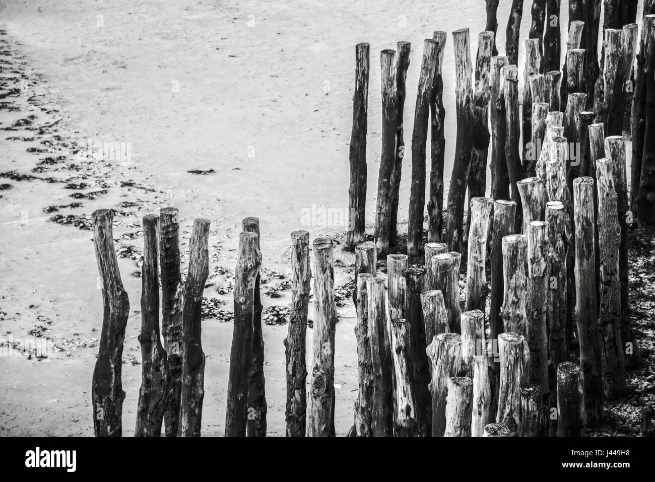 Pali di legno con la bassa marea sulla spiaggia di Saint Malo, Francia Foto Stock