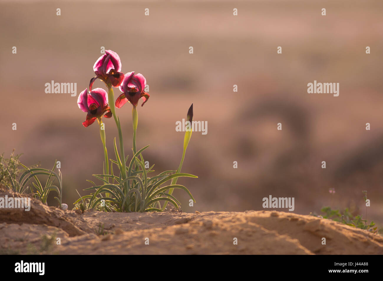 Petra Iris Iris di sabbia o Yeruham Iris (Iris petrana) in habitat naturali. Questo raro iris è endemica di piccole aree in Israele e Giordania. Fotografato Foto Stock