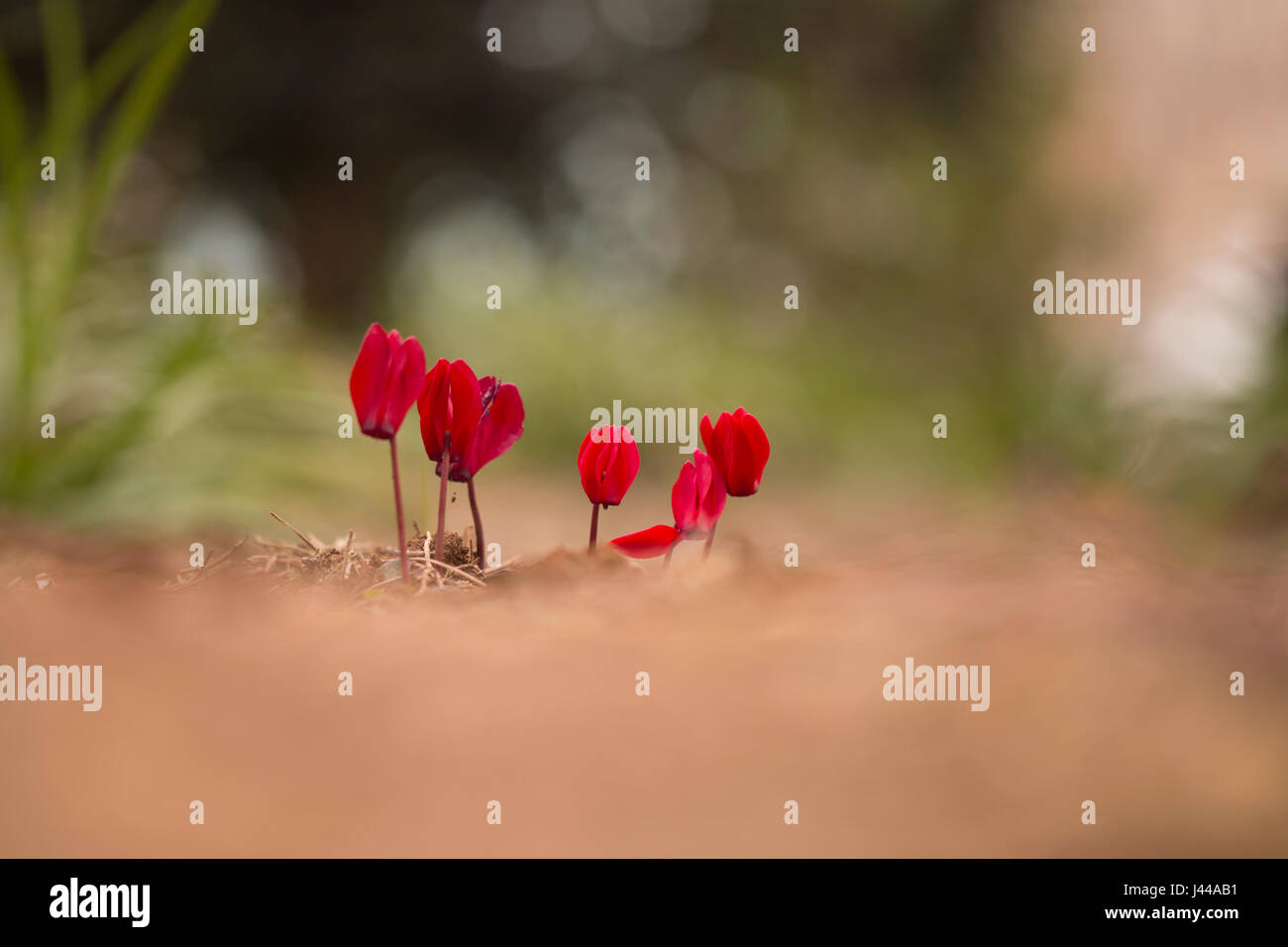 Coltivate rosso ciclamino fiori in un giardino di inverno Foto Stock