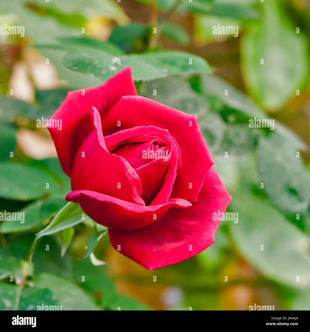 Blooming Red Rose in un giardino Foto Stock
