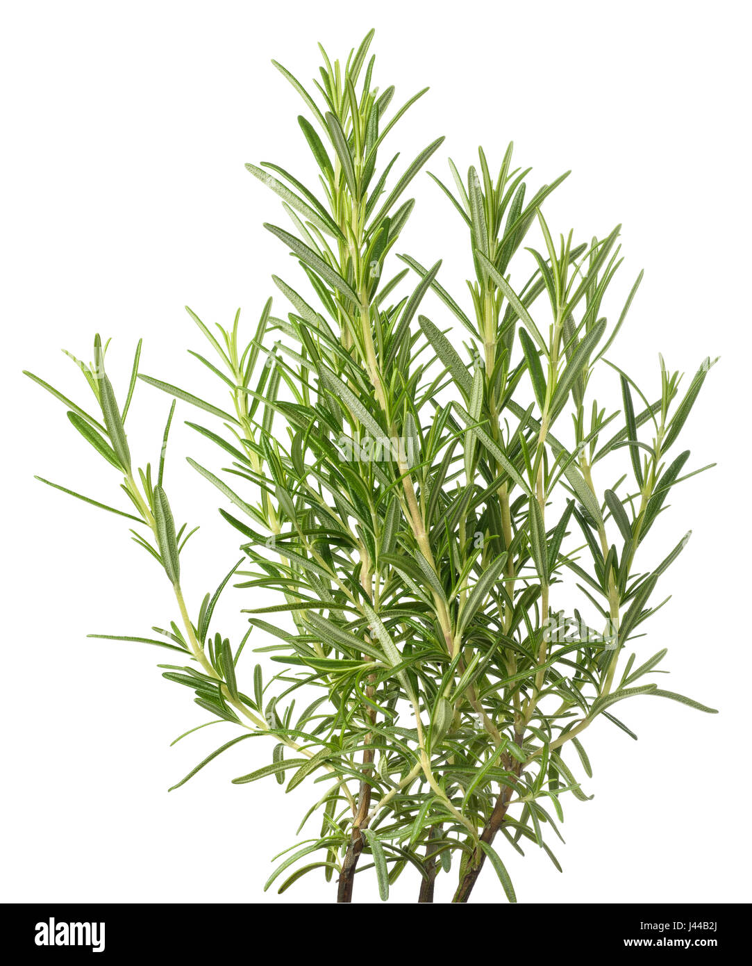 Ramo Di Rosmarino Artificiale Michaela 120cm - Pianta Finta Resistente Alle Intemperie, Con Foglie In EVA E Anima In Metallo Pieghevole, Per Decorazione Interni Ed Esterni - 3