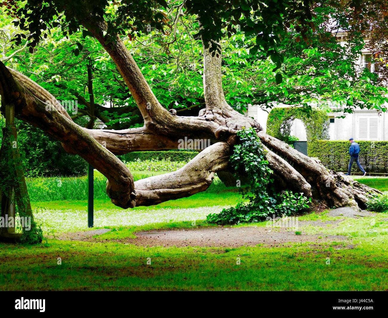 Albero biforced che cresce lateralmente nei Giardini di Lussemburgo.  Jardins du Luxembourg. Parigi Francia Foto stock - Alamy