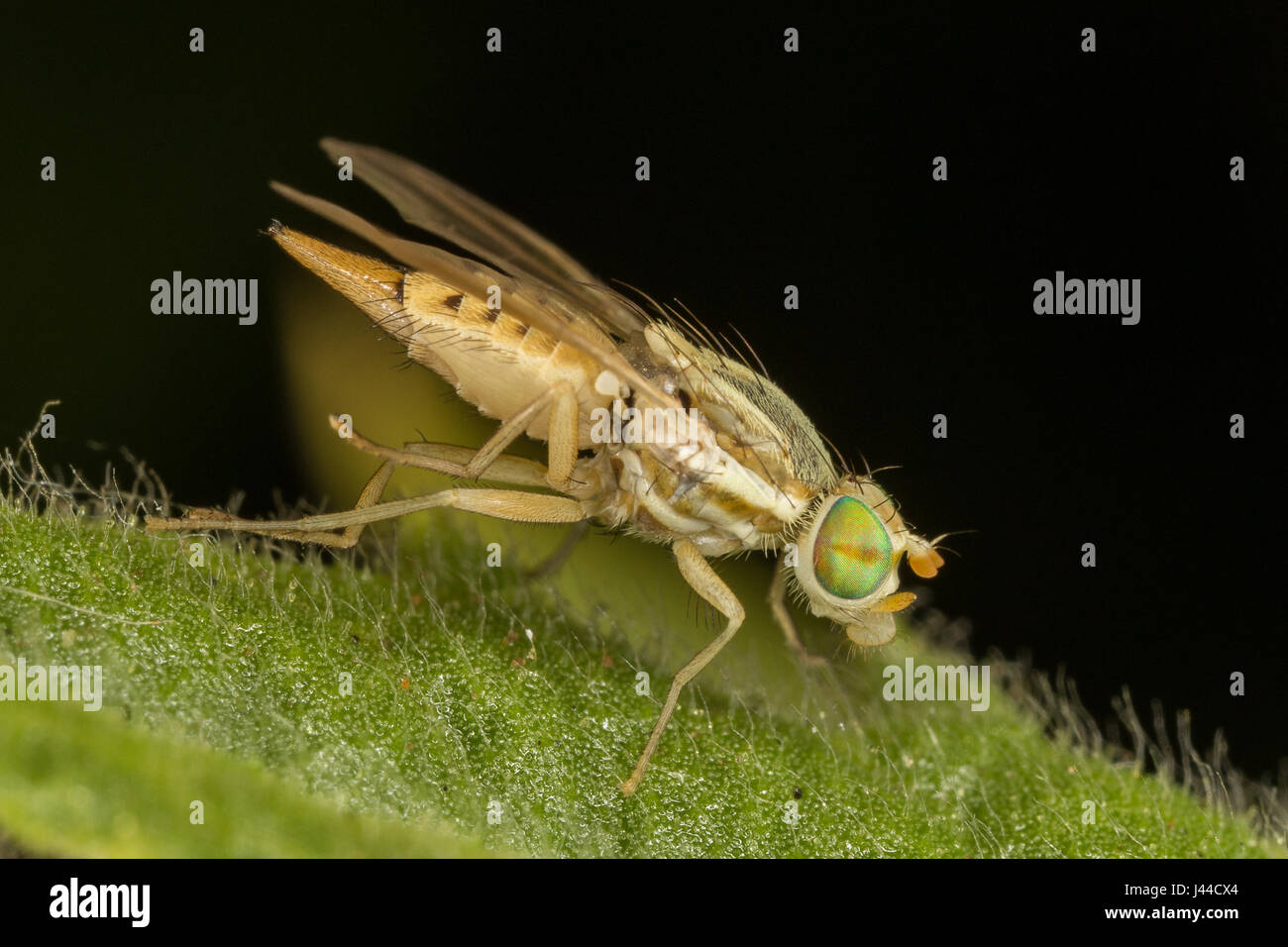 Una molto piccola mosca della frutta Foto Stock