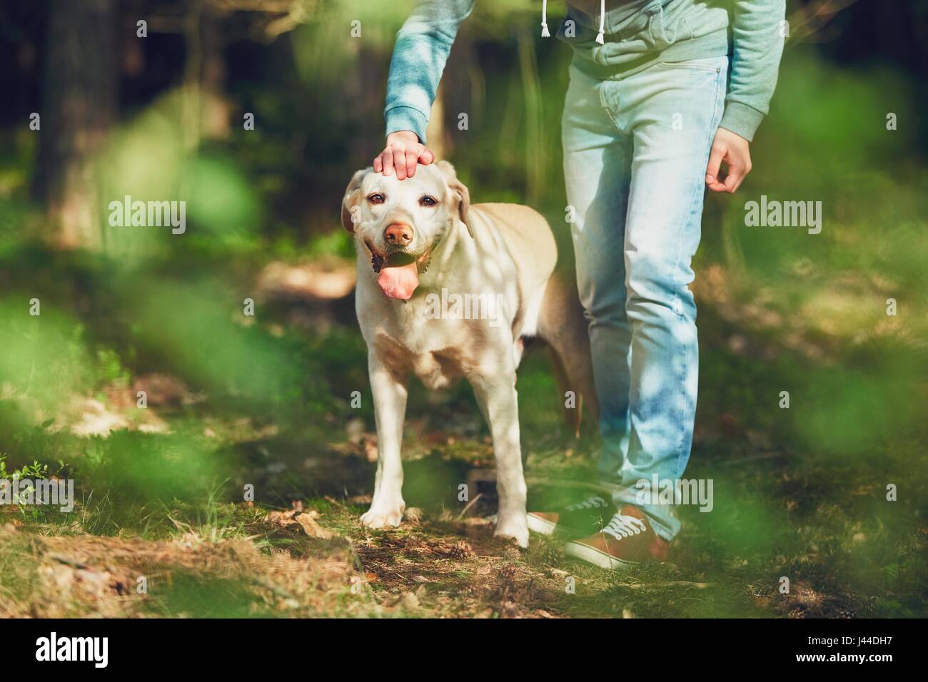 Giornata estiva con il cane in natura. Giovane uomo con il suo labrador retriever sulla passeggiata nella foresta. Foto Stock