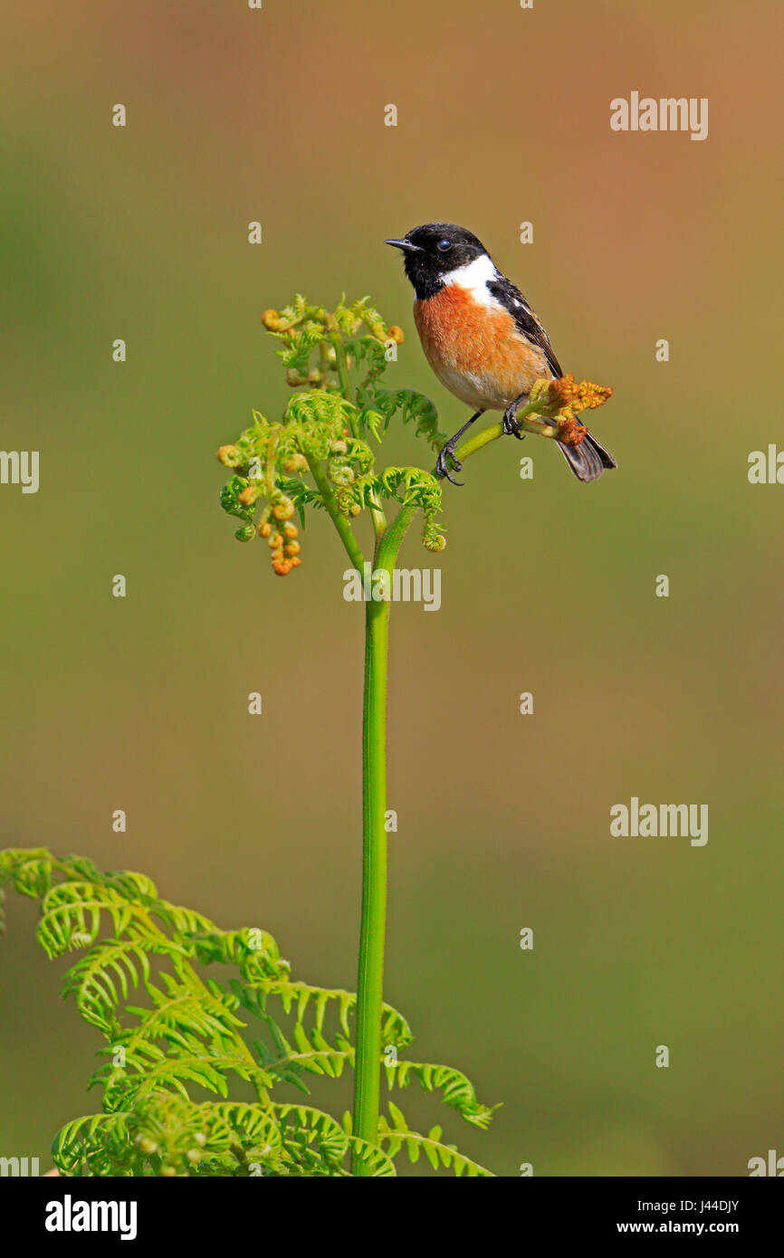 Stonechat maschio su giovani bracken frond Foto Stock