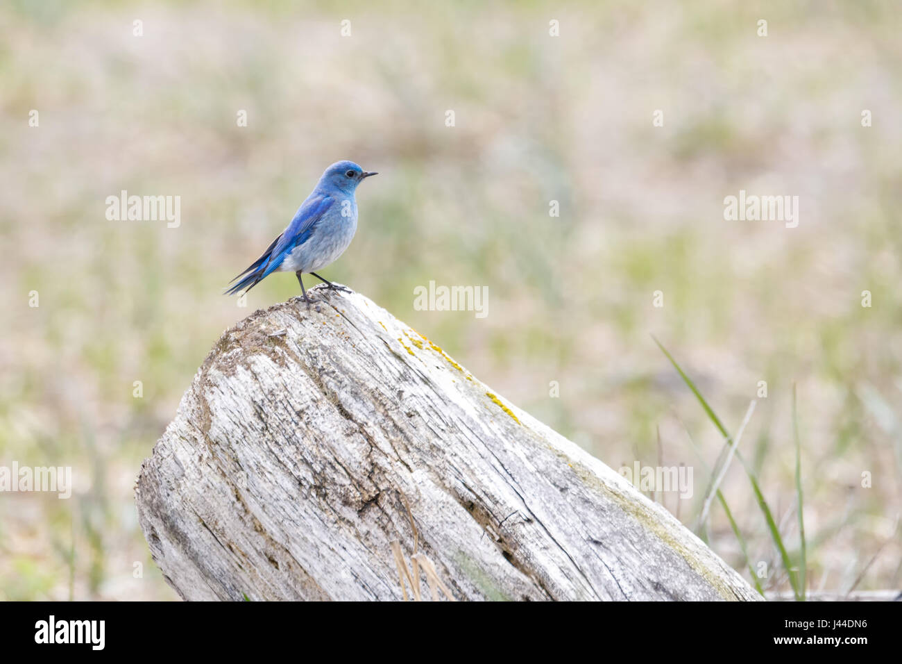 Maschio bluebird di montagna a Vancouver BC Canada, Foto Stock