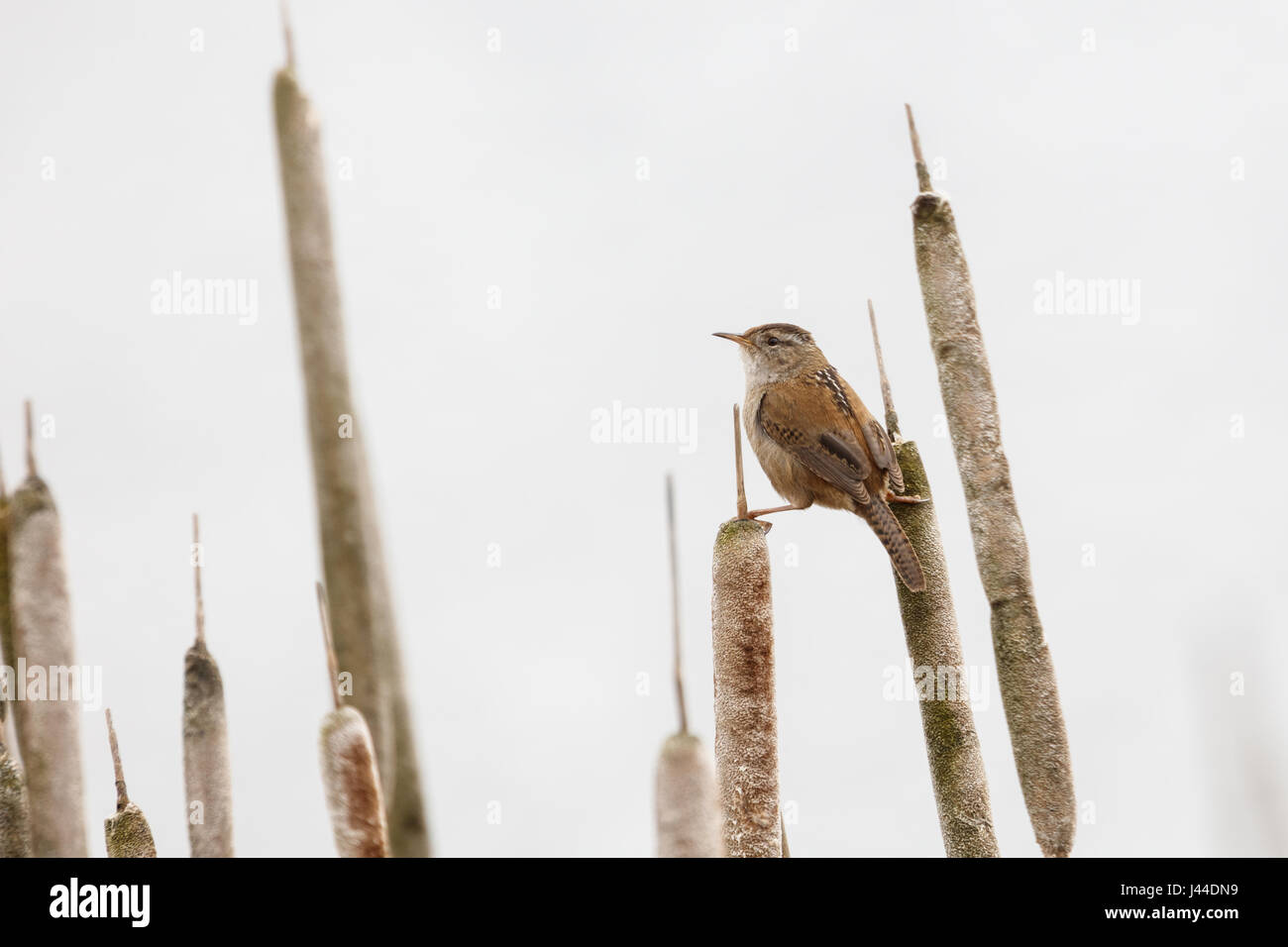 Brown Marsh Wren a Vancouver BC Canada, Foto Stock