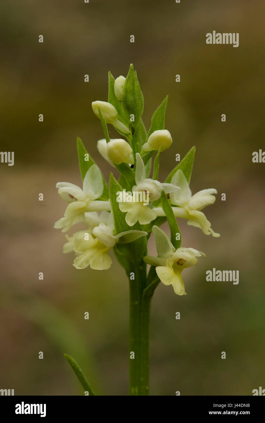 Di Barton, orchidea Dactylorhiza insularis, infiorescenza, Andalusia, Spagna Foto Stock