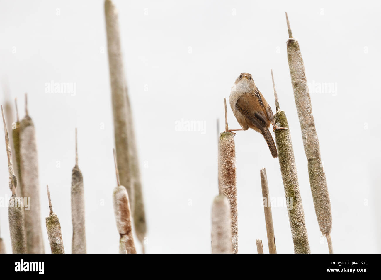 Brown Marsh Wren a Vancouver BC Canada, Foto Stock