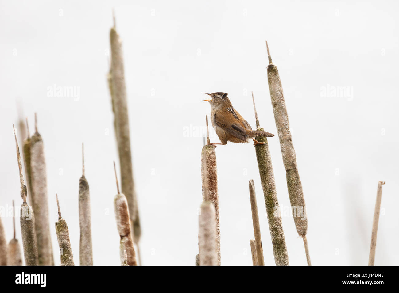 Brown Marsh Wren a Vancouver BC Canada, Foto Stock