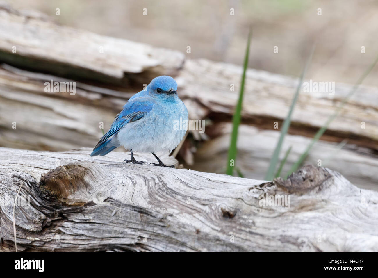 Maschio bluebird di montagna a Vancouver BC Canada, Foto Stock