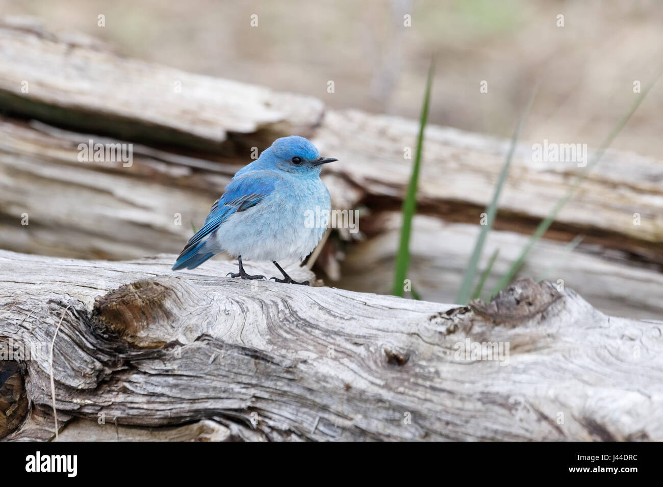 Maschio bluebird di montagna a Vancouver BC Canada, Foto Stock