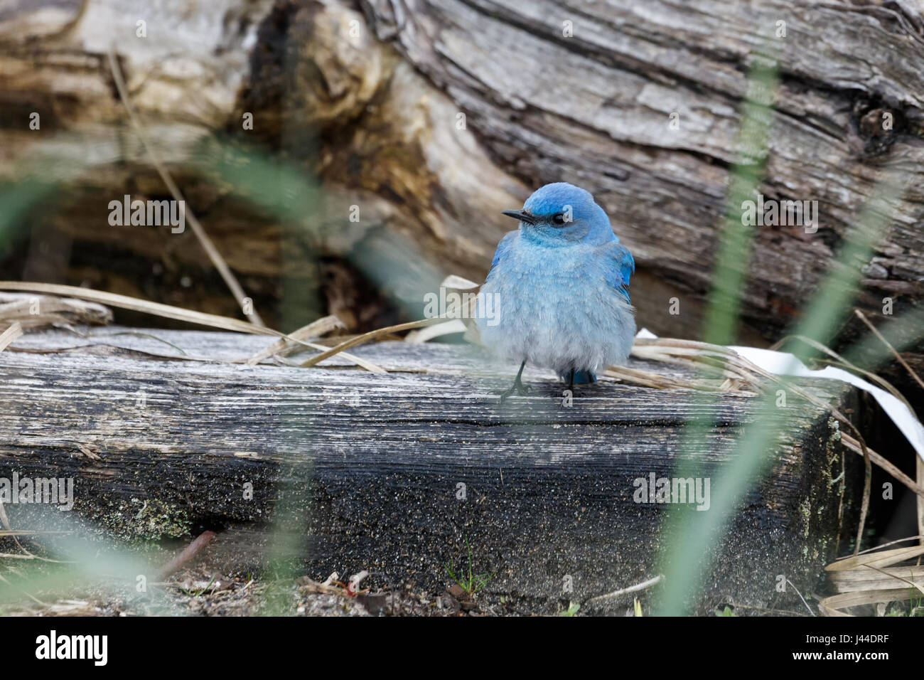 Maschio bluebird di montagna a Vancouver BC Canada, Foto Stock