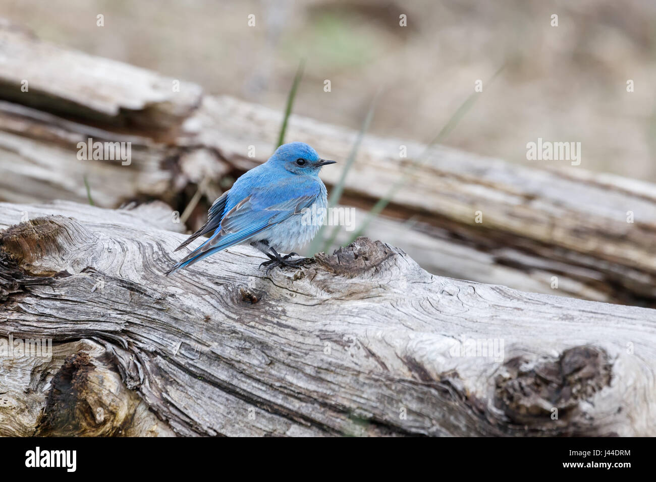 Maschio bluebird di montagna a Vancouver BC Canada, Foto Stock