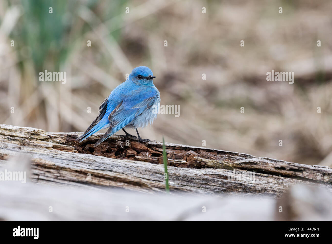 Maschio bluebird di montagna a Vancouver BC Canada, Foto Stock
