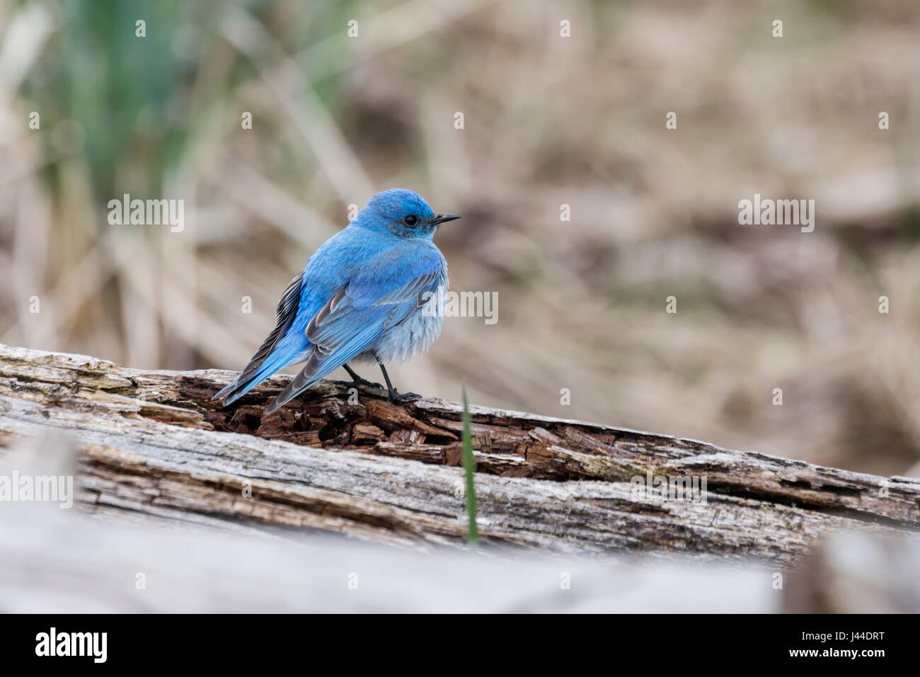 Maschio bluebird di montagna a Vancouver BC Canada, Foto Stock